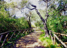 Bosco dei Cuturi e Rosamarina